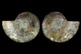 Sliced Ammonite Fossil - Agatized #115324-1